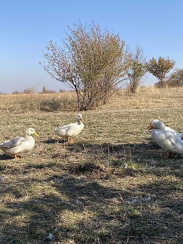 продажа кормов для сельскохозяйственных животных: Срочно продаю утят 4 голов некоторые из них несут яица все ходят — 2