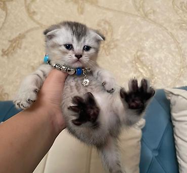 Кошки: Шотландская вислоухая — 5
