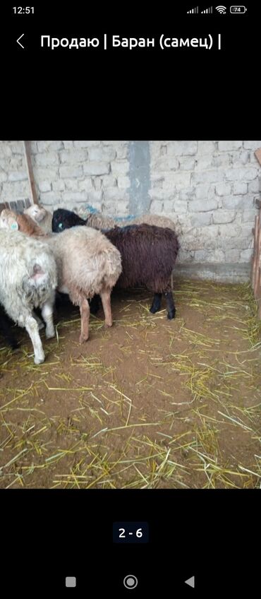 Животные: Продаю | Овца (самка), Ягненок | На забой