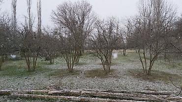 Torpaq sahələrinin satışı: Kənd təsərrüfatı, Kupça (Çıxarış) — 17
