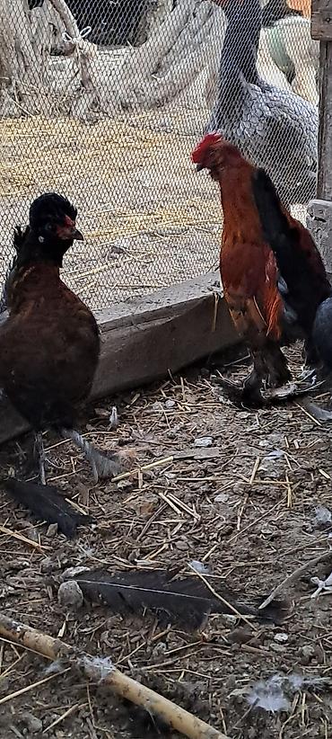 Toyuqlar: Toyuq, Damazlıq — 5