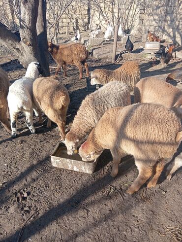 Mal-qara: Quzu, Erkək, Qala, ay: 4, Damazlıq, Ünvandan götürmə