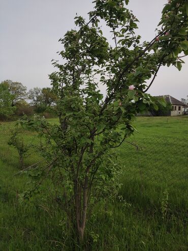 Torpaq sahələrinin satışı: 25 sot, Tikinti, Mülkiyyətçi, Kupça (Çıxarış) -da lalafo.az — 9 Torpaq sahələrinin satışı: 25 sot, Tikinti, Mülkiyyətçi, Kupça (Çıxarış) — 9