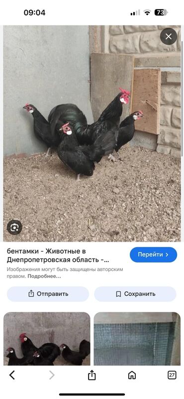 купить декоративных курей: Продаю | Цыплята