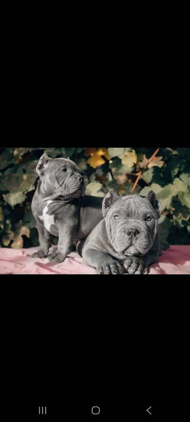 собака бультерьер: Американский булли, 3 месяца, Самец