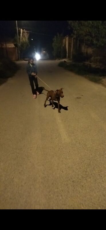 it satisi gence: Pitbul, 1 ay, Erkek, Peyvəndli, Ödənişli çatdırılma