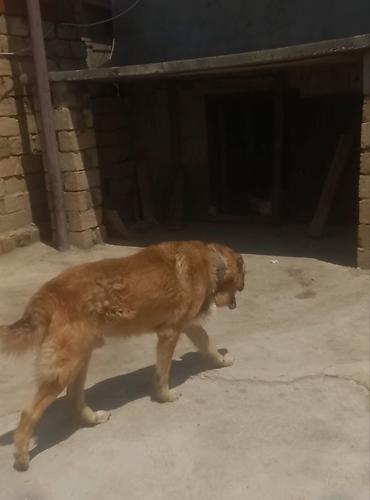 qurd basar iti: 4 ay, Erkək — 2