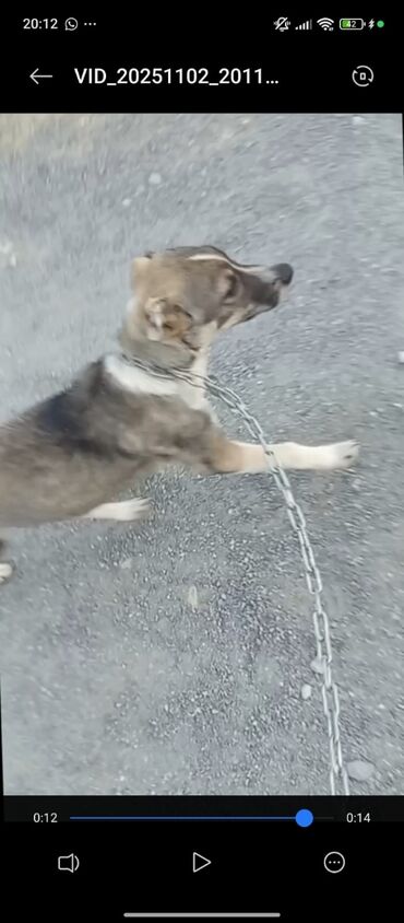 bakida it barinagi: Məhsul: Gənc it (balalıq dövründə), Xüsusiyyətlər: - Orta ölçüyə