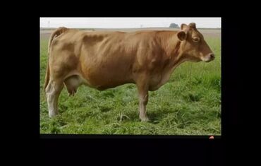 Коровы, быки: Продаю | Корова (самка), Тёлка | Для молока