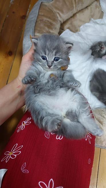 Pişiklər: Yaxşı əllərə — 9