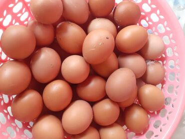 яйца даканов: Продаю | Инкубационные яйца | Хай-Лайн Браун | Несушки