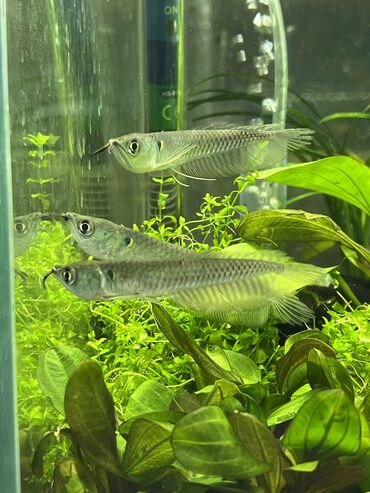 Аквариумы: Рыбки | Аквариумы | Оборудование | Аксессуары | Растения Богатый опыт — 5