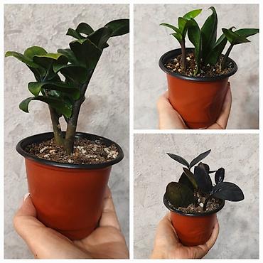 долларовый цветок: Замиокулькас (ZZ plant) в горшках,сорт Зэнзи и сорт Raven (черный) — 1