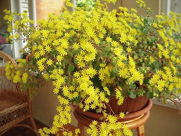 Другие товары для дома и сада: Продаю диффенбахии. Диффенбахия чистит воздух, помогая удалять из — 3