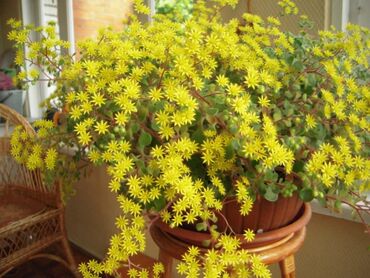 Другой декор и предметы интерьера: Распродажа Денежное дерево, толстянка, Поливать 1-2 раза в неделю — 9