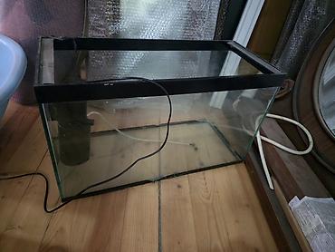 akvarium baliqlari satilir: Şüşə akvarium və avadanlıq dəsti - Ölçü təxmini: orta həcmli — 2
