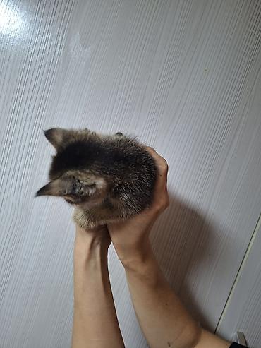 сямская кошка: Котёнок, тигровый окраc (браун табби) с белой грудкой и яркими — 3