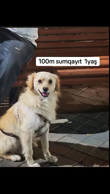 ev heyvani: 1 ay — 1
