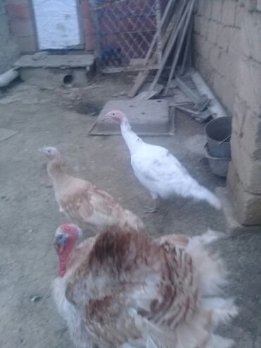 ayam cemani yumurtasi: Dişi, Kanada, Yumurtalıq