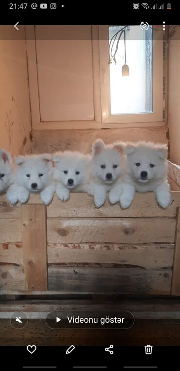 i̇t balası ucuz: Samoyed, 2 ay, Erkek, Peyvəndli