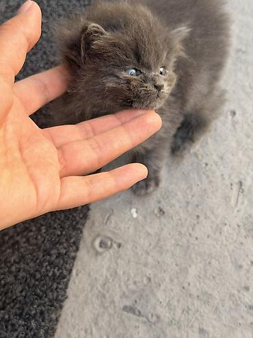Отдам даром кошку: 1 месяц, Девочка, Метис at lalafo.kg — 19 Отдам даром кошку: 1 месяц, Девочка, Метис — 19