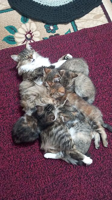 Продажа кошек: Котята красатули 2,5 мес.К лотку приучены.На фото — помёт из 5 малышей — 3