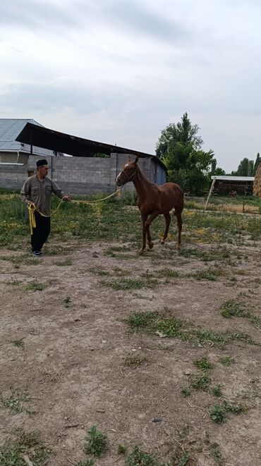 немецкая овчарка кабель: Сатам | Байтал | Аргын, Дончак | Ат спорту