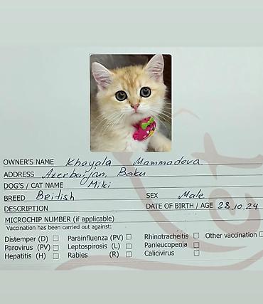 Pişiklər: Erkək, Yaxşı əllərə, Ünvandan götürmə — 12
