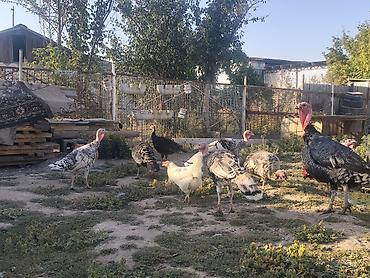 Продам с/х животных: Индюки 7-8 месяцев — 5