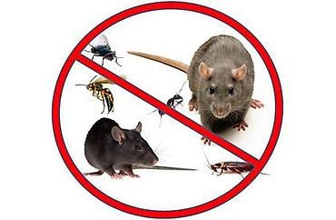 Дезинфекция, дезинсекция: Дезинфекция, дезинсекция, | Блохи, Вирусы, микробы, Клопы, | Дома, Кафе, магазины, Квартиры — 7