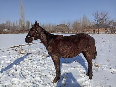 Лошади, кони: Продаю | Кобыла (самка) — 6