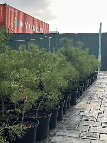 амур рыба: Ель и Сосна Цена 800-2000 сом — 1