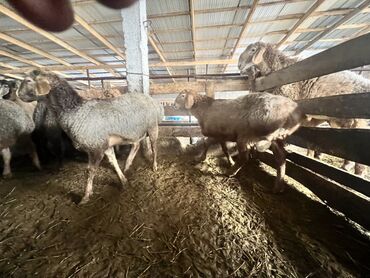 Бараны, овцы: Продаю | Баран (самец) | Для разведения | Племенные — 2