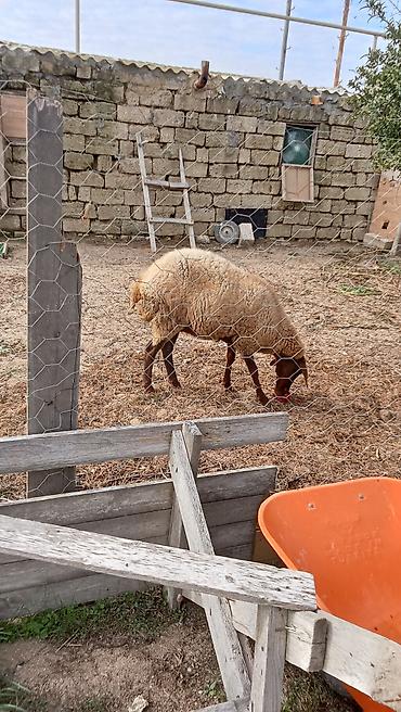 Рогатый скот: Qoyun – yerli təsərrüfatdan 2 AYLIQ boğaz du 3 cu qarnidi Cavan — 1