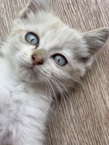 персидский кот цена: Отдам даром,в хорошие руки!!!Котенок девочка,очень ласковая и ест