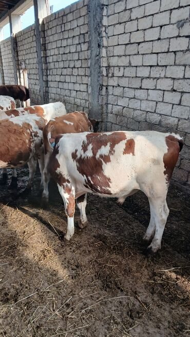 heyvan bazari inekler: Simmental erkək danalar