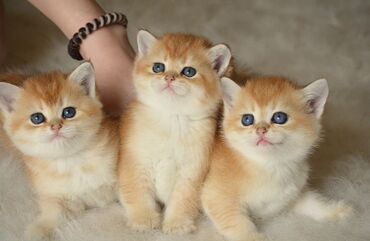 британские котята: Открыта бронь на британских котят золотого окраса. Котята