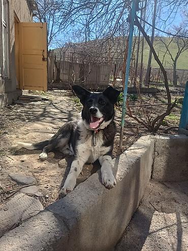 Продажа собак: Колли, 7 месяцев, Самец — 23