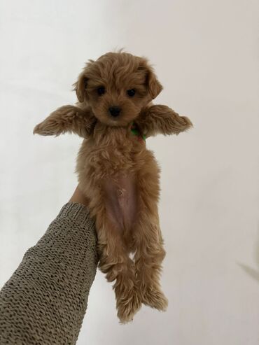 İtlər: 2 ay, Erkek, Peyvəndli, Ünvandan götürmə — 5