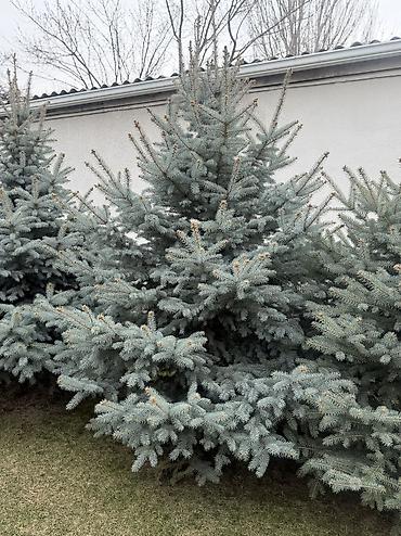 Ель: Продаю Ели голубые от 2-4 метров, колоновидные туи 4 метровые: густые — 41