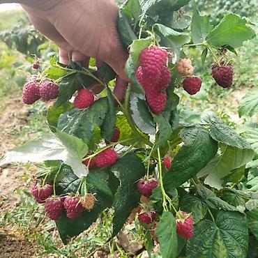 Tayberry saplings & cuttings: 🌿 Полана жана Полька 🌿( Оригинал сорт ) мөмөсу 🍇 Чон чон одборный — 5