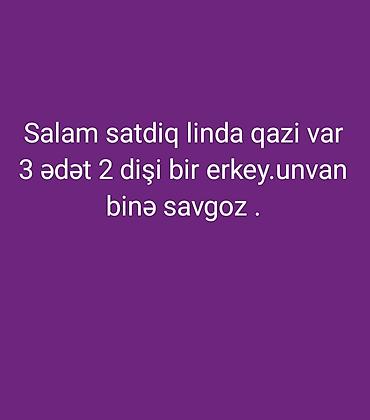 linda qazı: Linda cinsindən qazlar - Sayı: 3 ədəd - Cinsi nisbəti: 2 dişi, 1 — 1