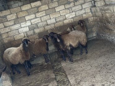 Qoyunlar, qoçlar: Qoyunlar – qaragül tipli qəhvəyi yunlu, qara başlı və ayaqlı heyvanlar — 2