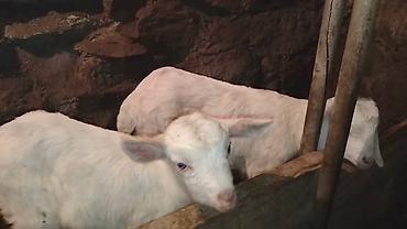 Козы, козлы: Продаю | Козлёнок | Для разведения — 30