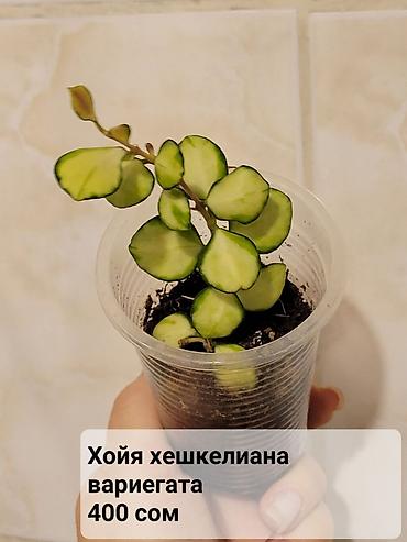 Хойи: Хойи
Цены и названия на фото — 7