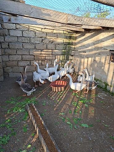 keci bazari: Qaz sürüsü – təsərrüfat üçün hazır. Bir ədədinin qiyməti 35 azndir — 1