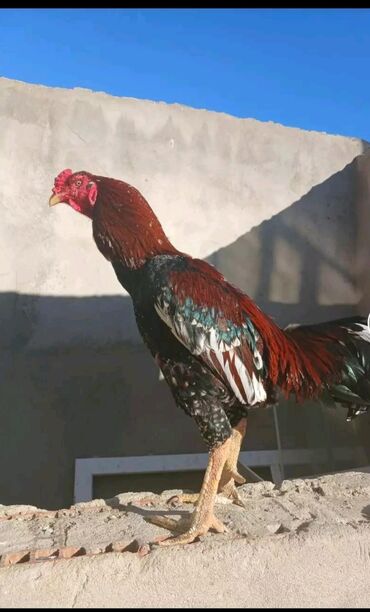 ari satışı azerbaycanda: Курица, Самовывоз