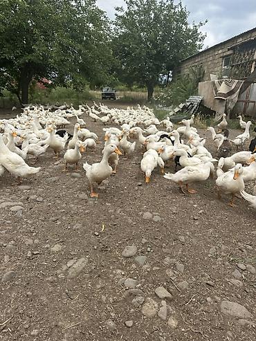 heyvan ve insan seksi: Məhsul: Ağ ördək sürüsü Təsvir: - Kənd həyətində sərbəst — 6