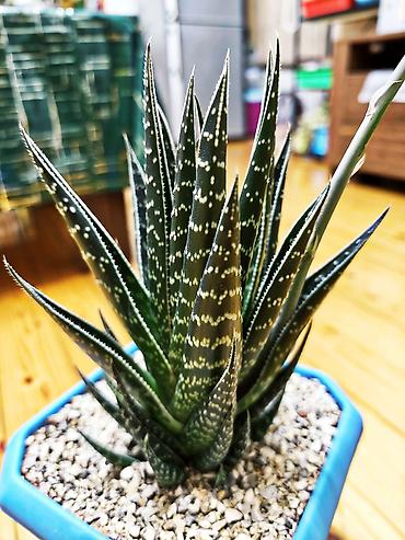 hilba bitkisi: Hibrid aloe "Tiki tahi". Ölçülər- hündürlük bitkinin özü 20 sm, qabla — 1