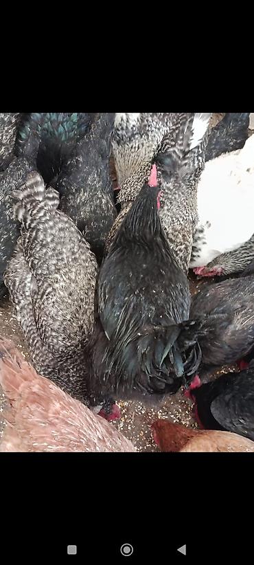 Toyuqlar: Toyuq, Damazlıq, Ünvandan götürmə — 7